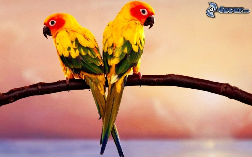 parrots, twig