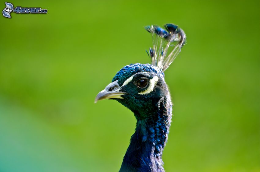 peacock, head