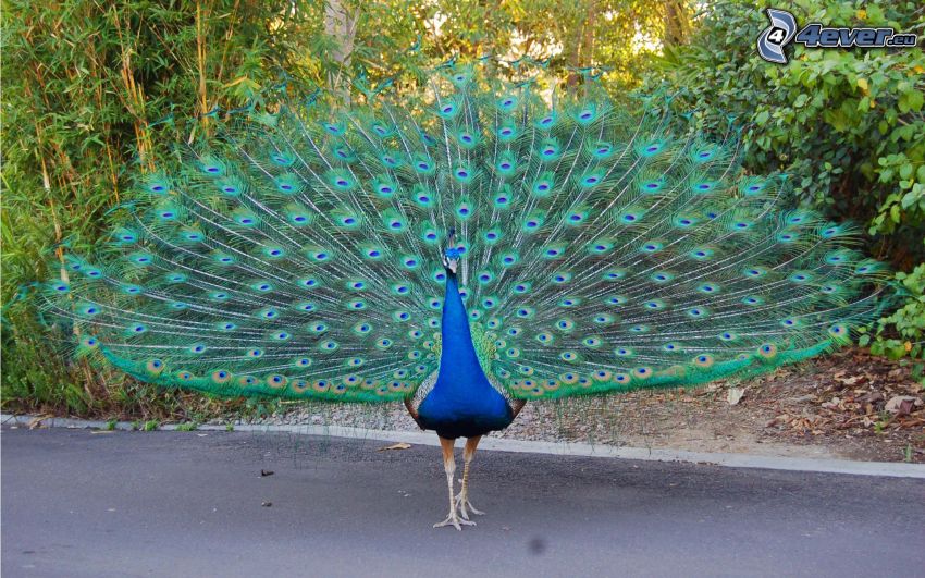 peacock, sidewalk, bushes