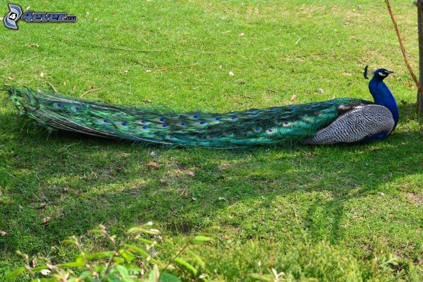 peacock, tail, peacock feathers