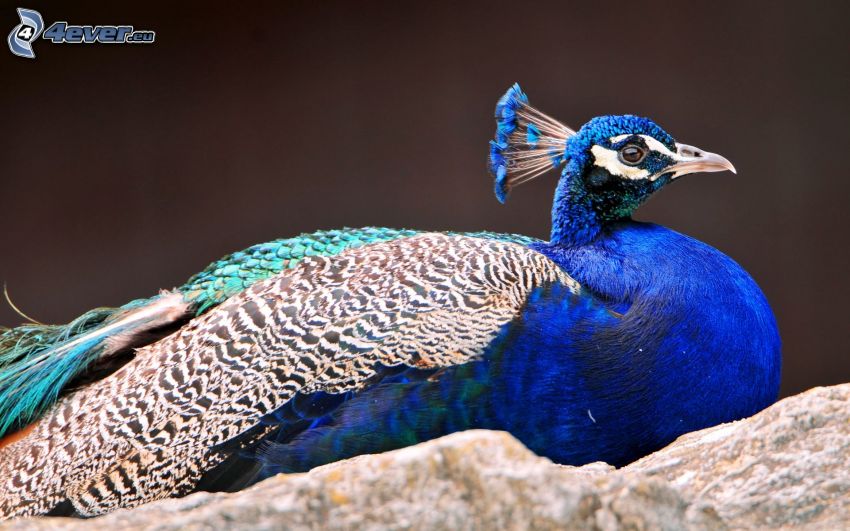 tyke peacock