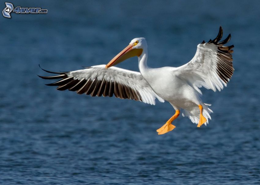 Pelican, landing, water