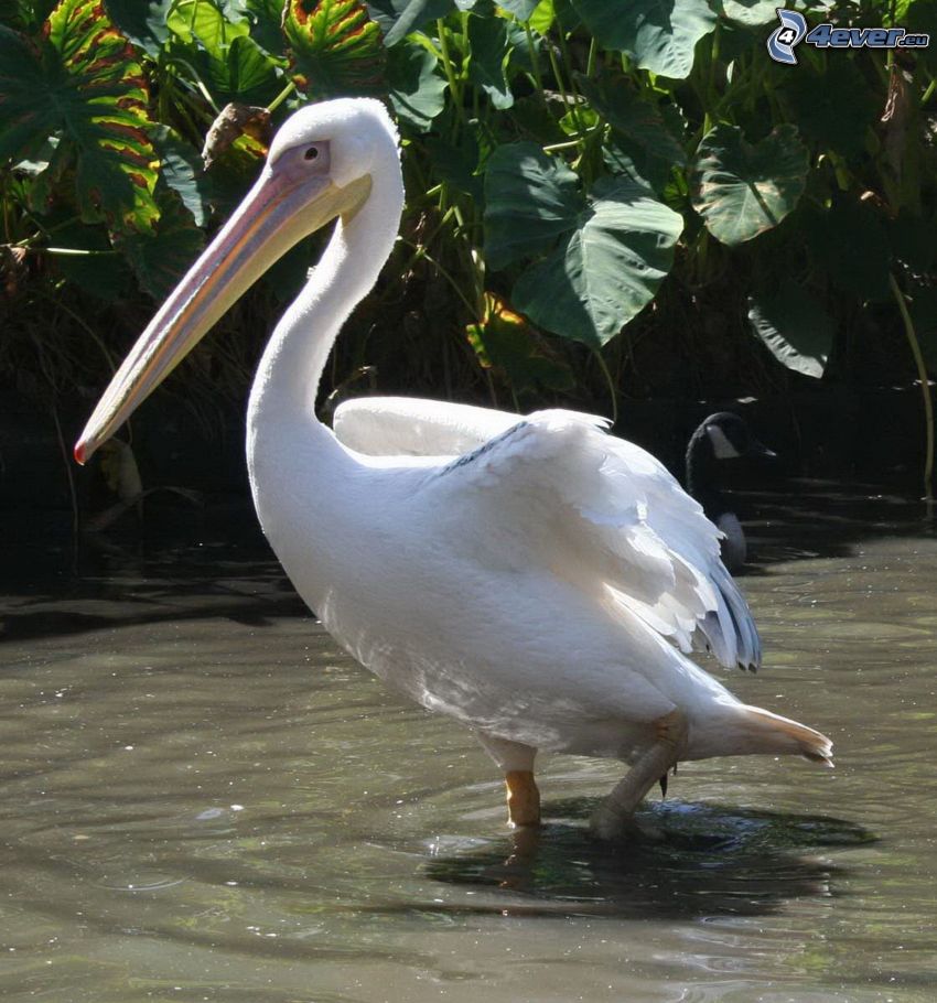 Pelican, water