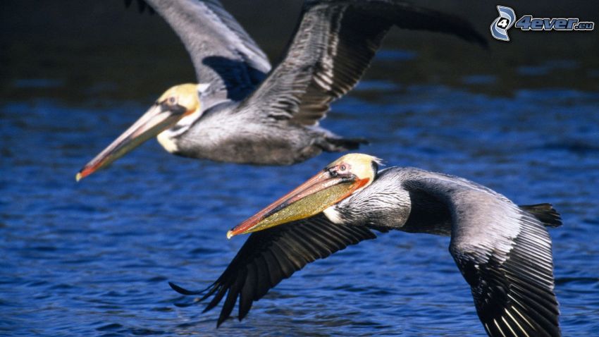 pelicans, flight