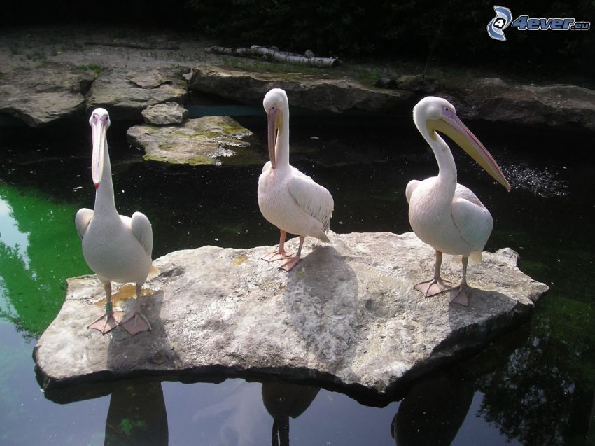 pelicans, stone, lake