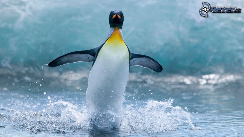 penguin, wings, water