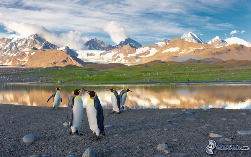 penguins, lake, snowy mountains