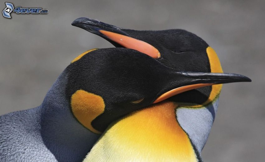penguins, love