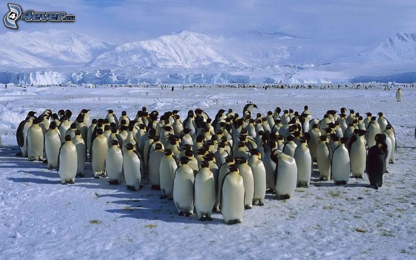 penguins, snow, snowy mountains