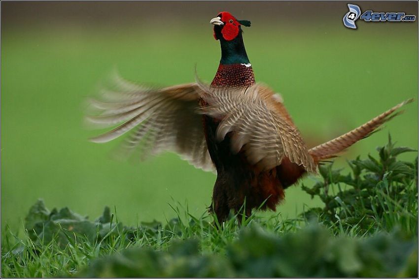 pheasant, wings