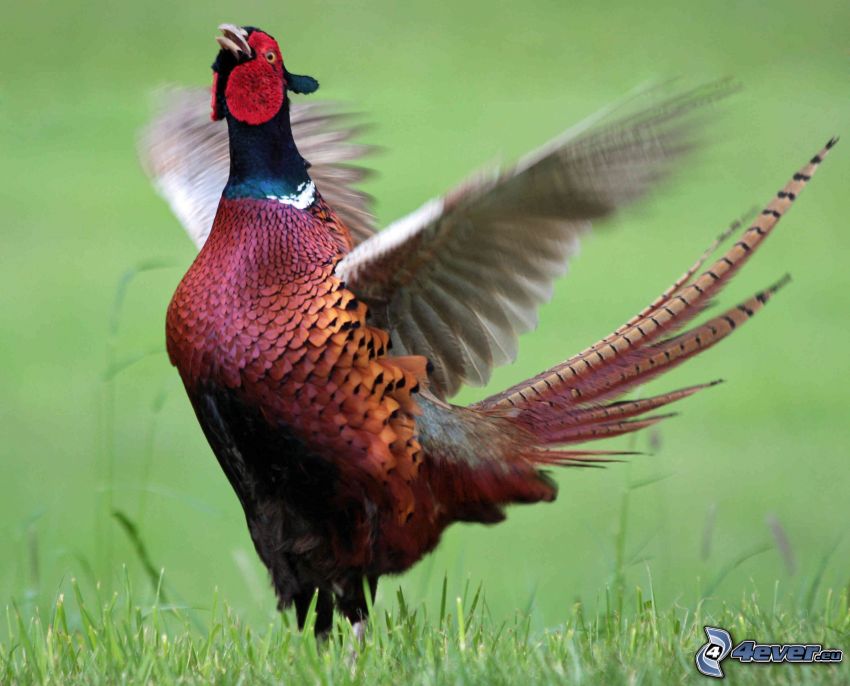 pheasant, wings