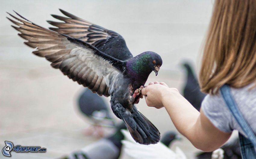 pigeon, hand, girl