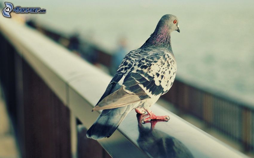pigeon, railing