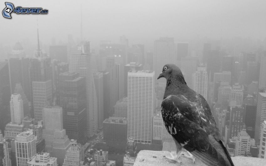 pigeon, skyscrapers