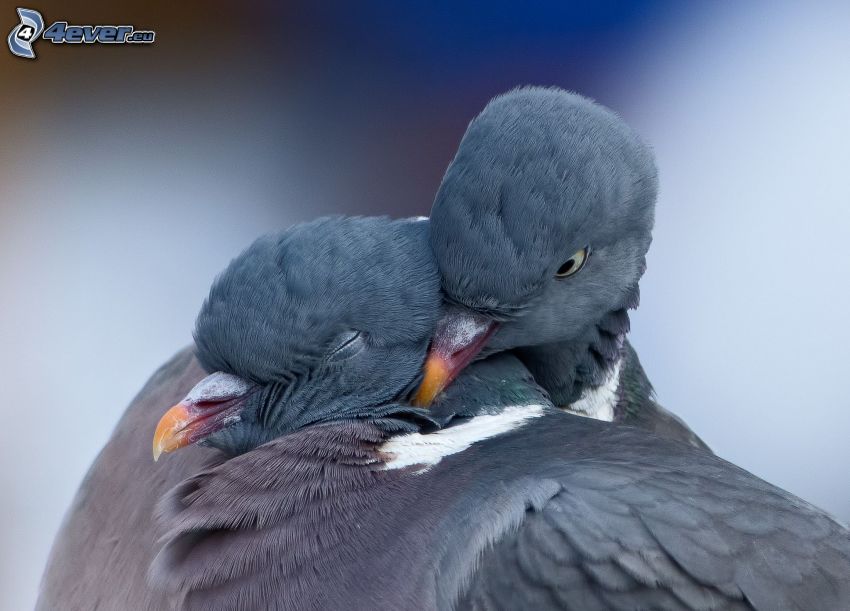pigeons, hug
