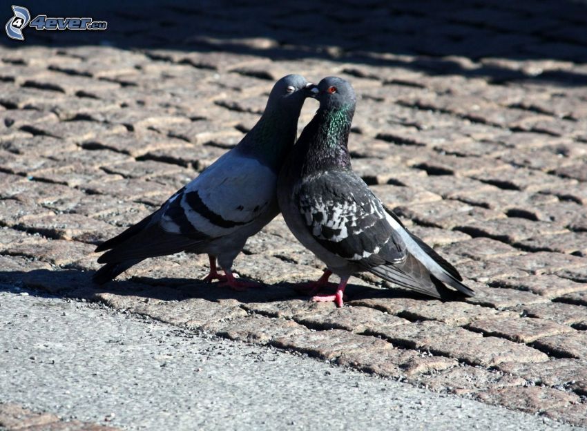 pigeons, kiss, love, pavement