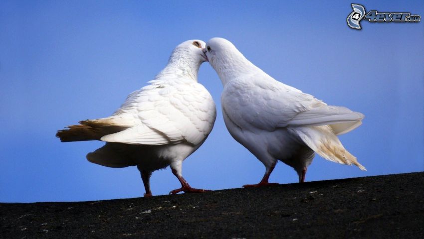 pigeons, kiss