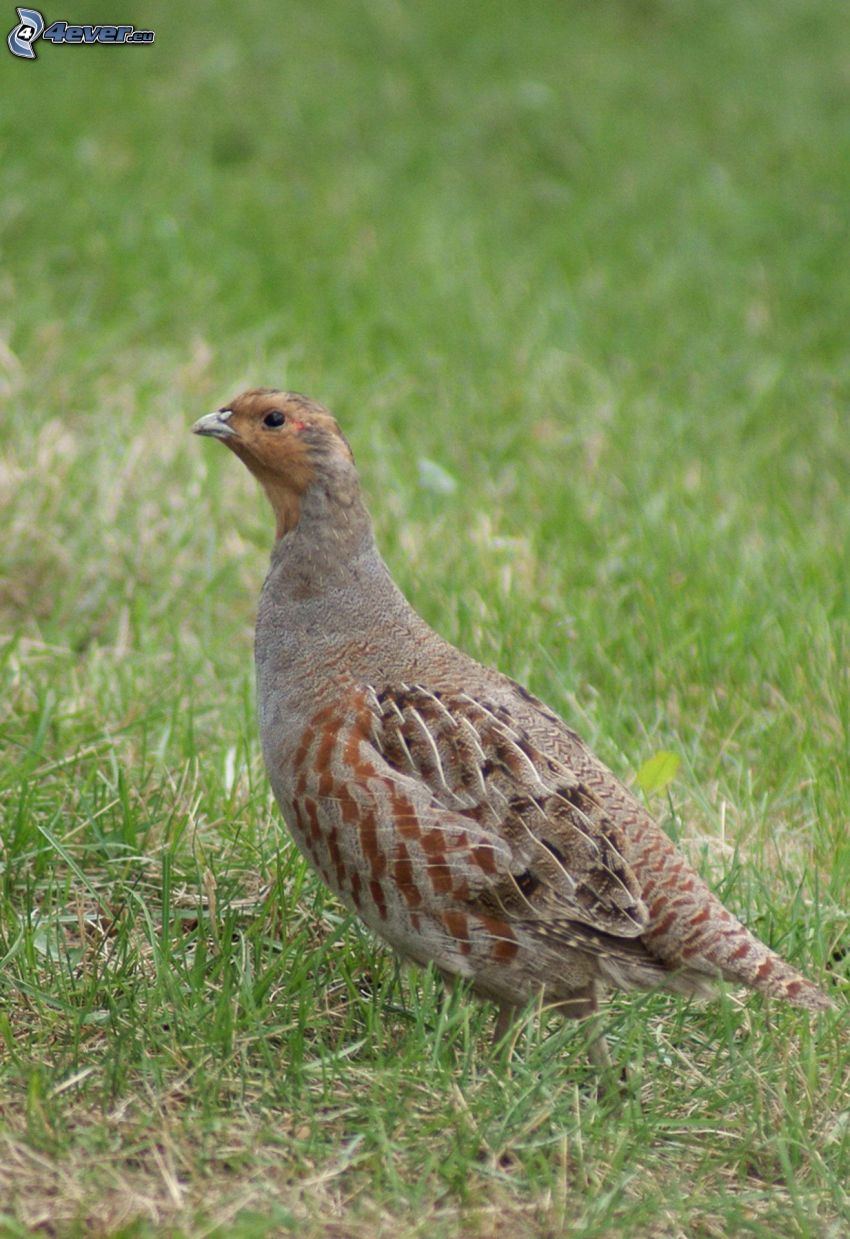 quail, grass