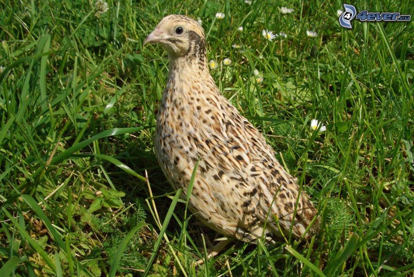 quail, green grass