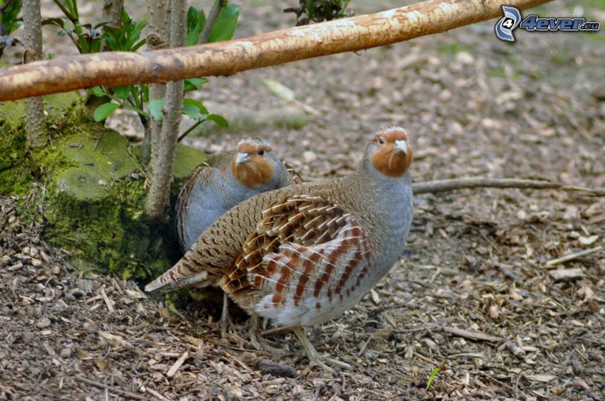 quail, quails
