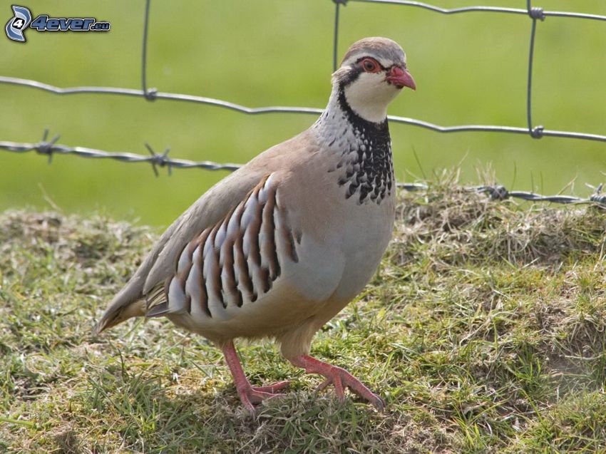 quail