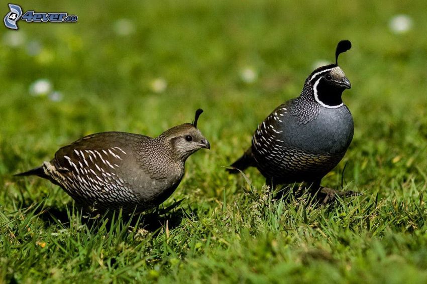 quails, grass