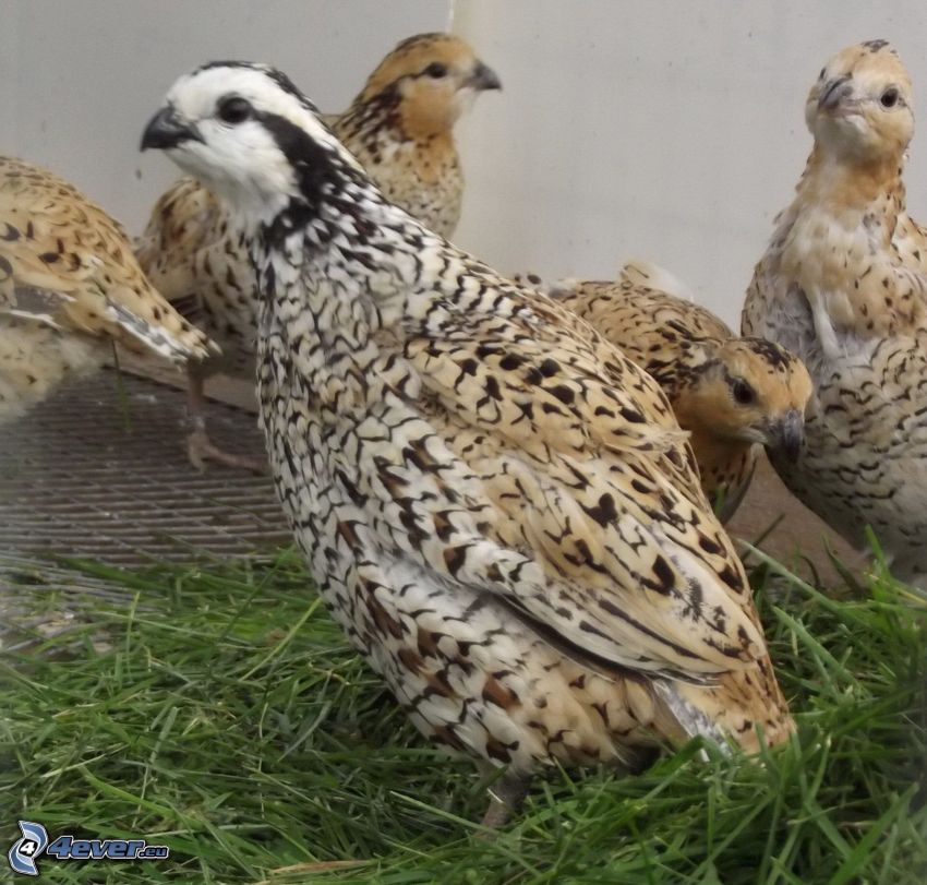 quails