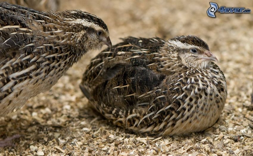 quails