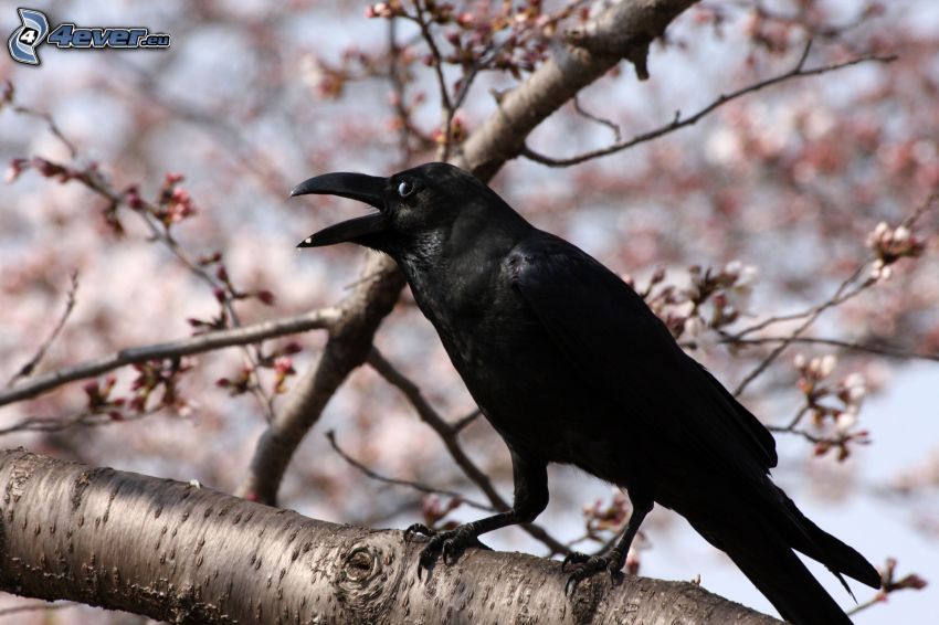 raven, branch