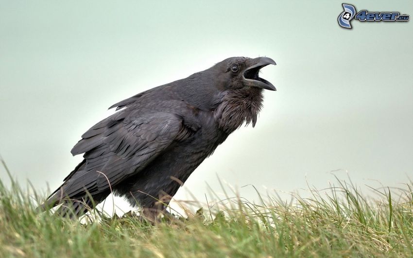 raven, grass