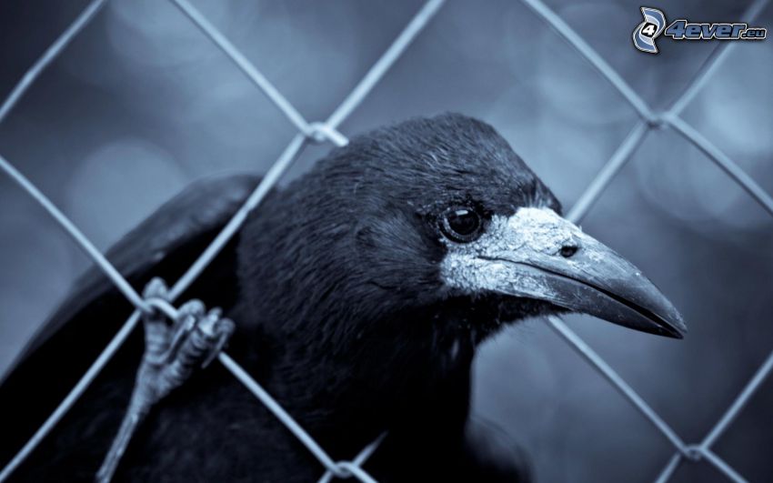 raven, wire fence, black and white