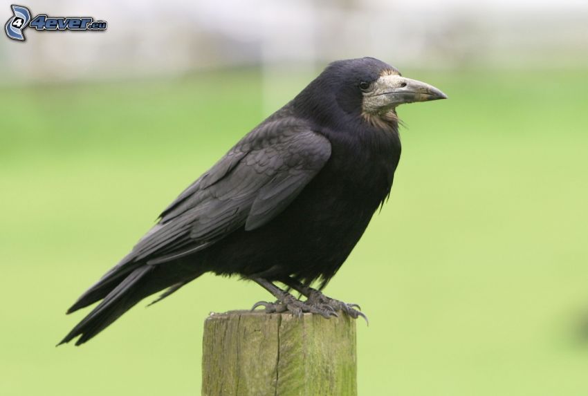raven, wood