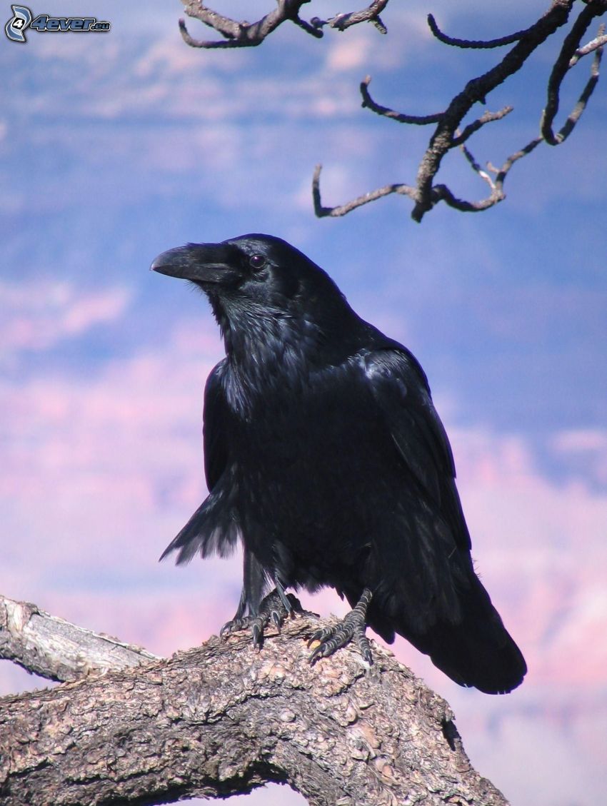raven, wood