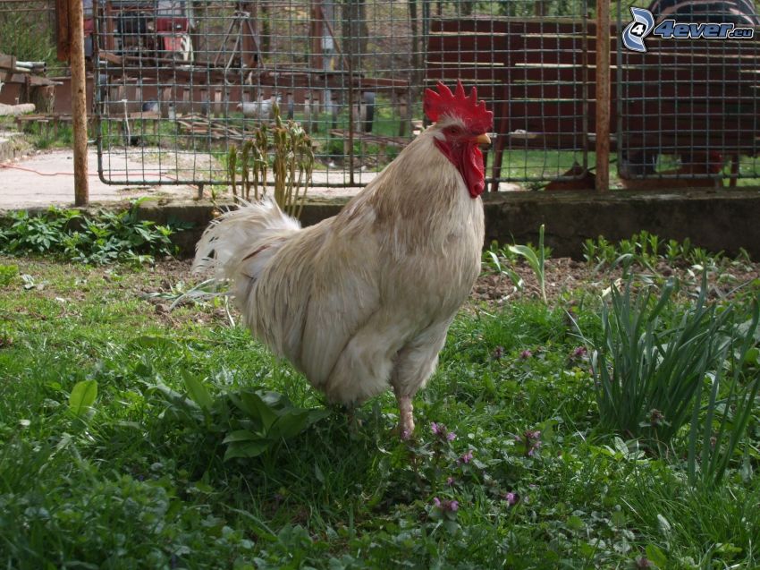 rooster, hen, grass