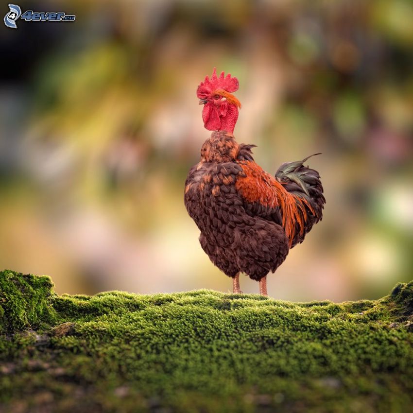 rooster, moss