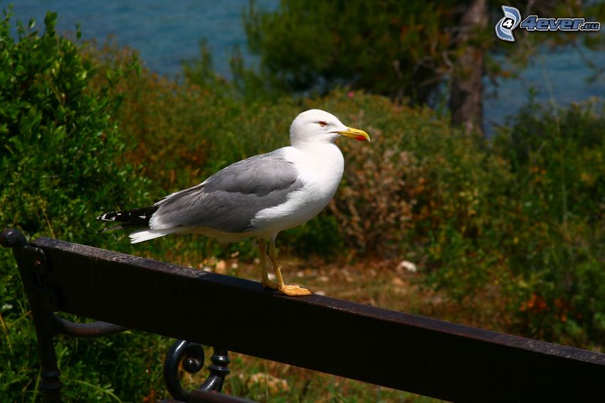 seagull, bench