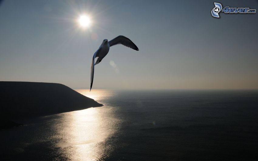 seagull, cliff, ocean, sun