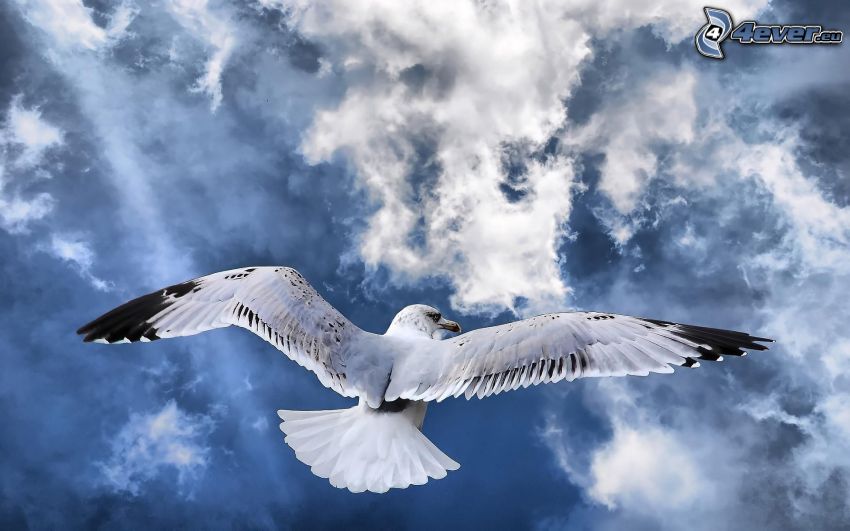 seagull, clouds