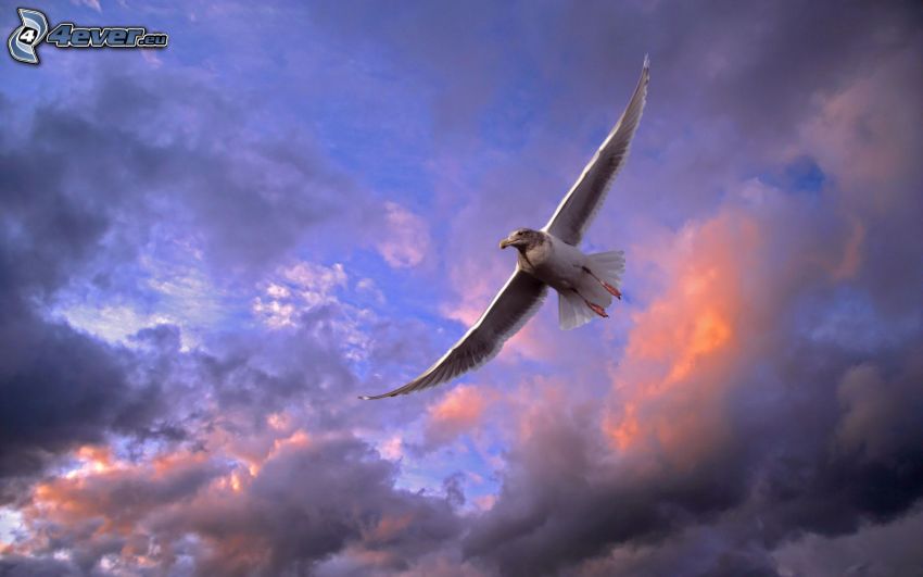 seagull, clouds