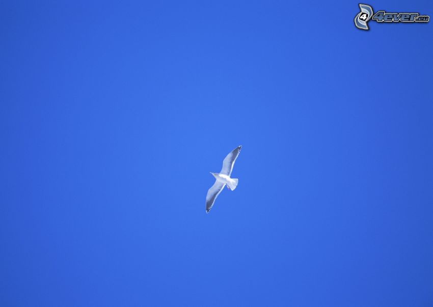 seagull, flight, blue sky