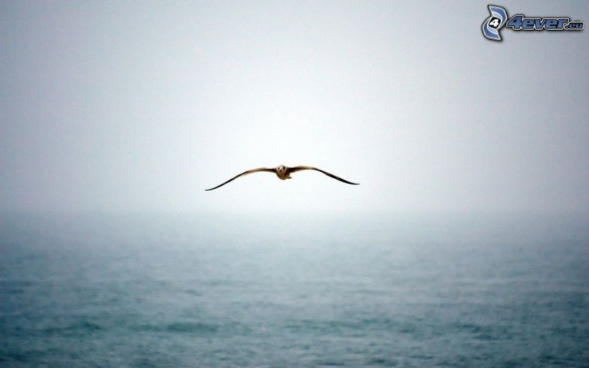seagull, flight, sea, weak sun