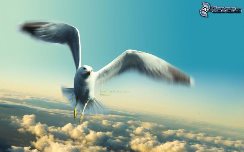 seagull, flight, wings, over the clouds