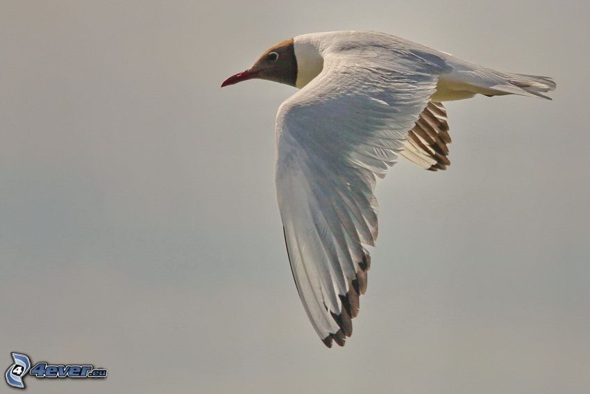 seagull, flight