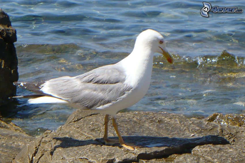 seagull, rock, sea
