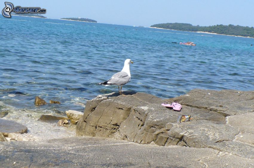 seagull, rock, sea