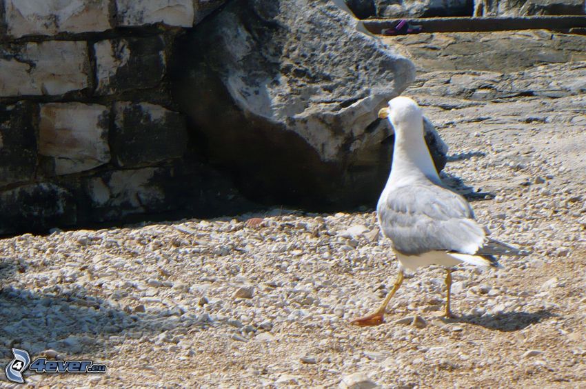 seagull, rock