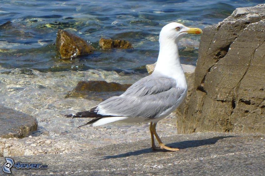 seagull, rocky coast