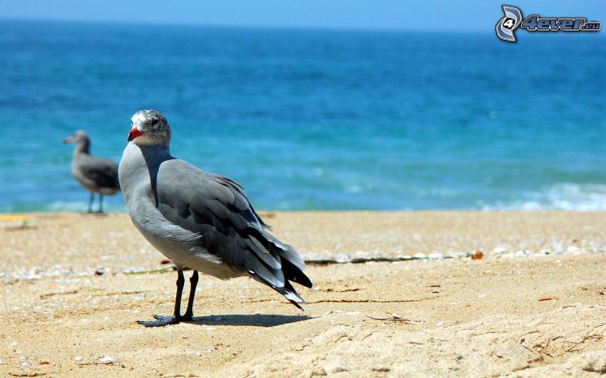 seagull, sandy beach
