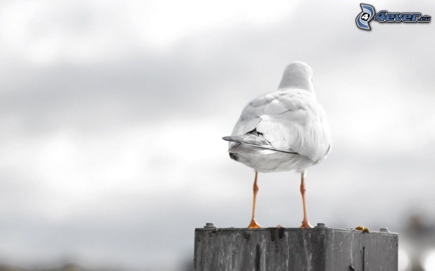 seagull, text