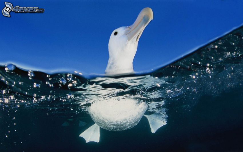 seagull, water, swimming
